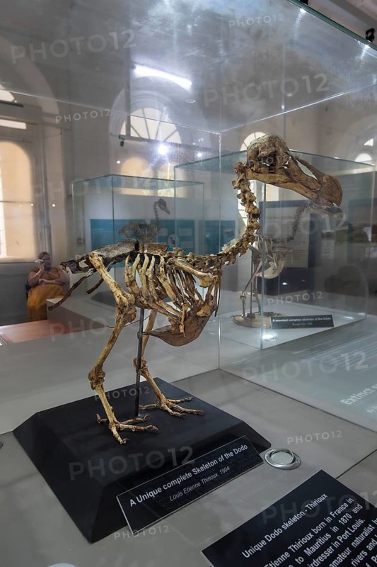 Dodo or drone, more rarely doudo or dudu (Raphus cucullatus), skeleton, extinct 17th century, national bird, Natural History Museum, Mauritius Institute, Port Louis, Indian Ocean, island, Mauritius, Africa