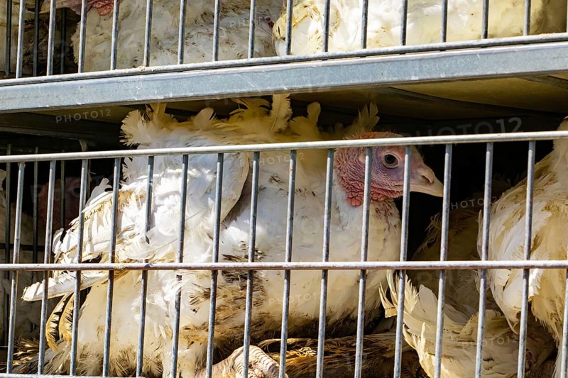 Close up on white turkey in cages in the transport truck, bad conditions and inhumane livestock and transporting poultry concept