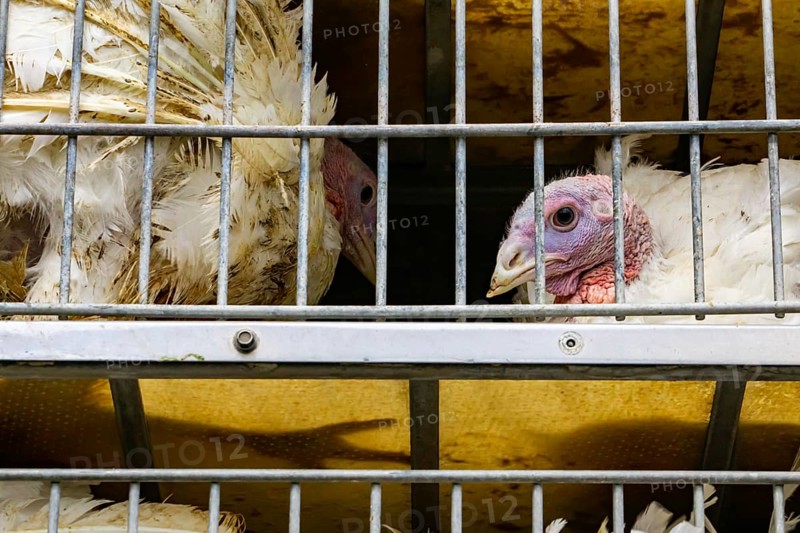 Close up on white turkey face in a metal cage in the transport truck, livestock and transporting poultry concept