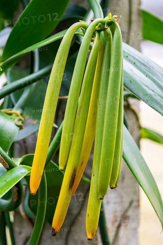Vanilla (Vanilla), Indian Ocean, Island, Mauritius, Africa