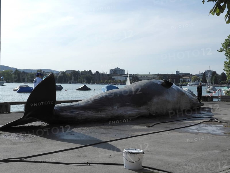 Switzerland: A stranded whale lies on the shore of Lake Zurich. A campaign by the IWA (International Whale Association) during the theatre spectacle in Zurich