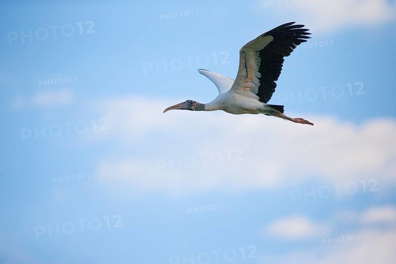 Forest stork (Mycteria americana) Pantanal Brazil