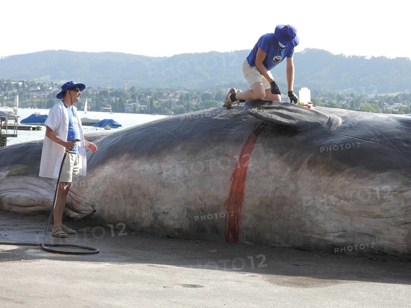 Switzerland: A stranded whale lies on the shore of Lake Zurich. A campaign by the IWA (International Whale Association) during the theatre spectacle in Zurich
