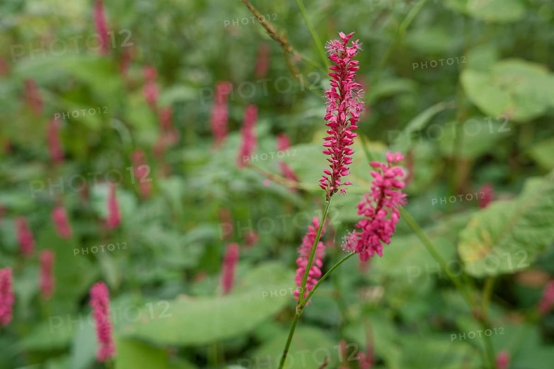 Candle knotweed (Bistorta amplexicaulis), park, city park, Schwäbisch Hall. Hohenlohe, Heilbronn-Franken, Baden-Württemberg, Germany, Europe