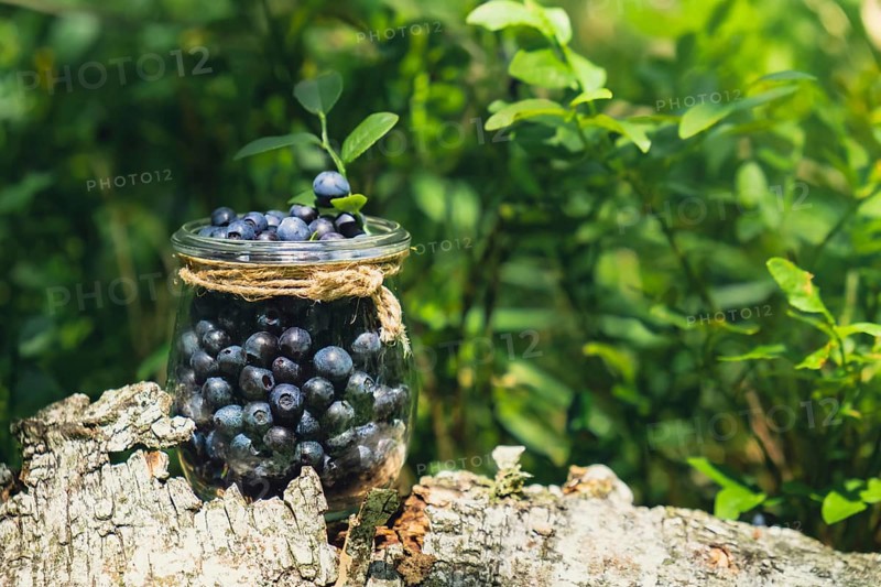 Close-up of Blueberries in the forest with green leaves. Country life gardening eco friendly living Harvested berries, process of collecting, harvesting berries into glass jar in the forest. Bush of ripe wild blackberry bilberry in summer