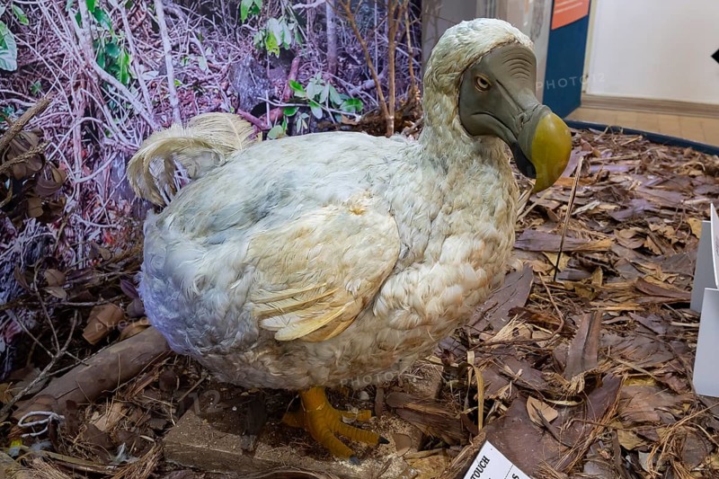 Dodo or drone, more rarely doudo or dudu (Raphus cucullatus), extinct 17th century, national bird, Natural History Museum, Mauritius Institute, Port Louis, Indian Ocean, island, Mauritius, Africa