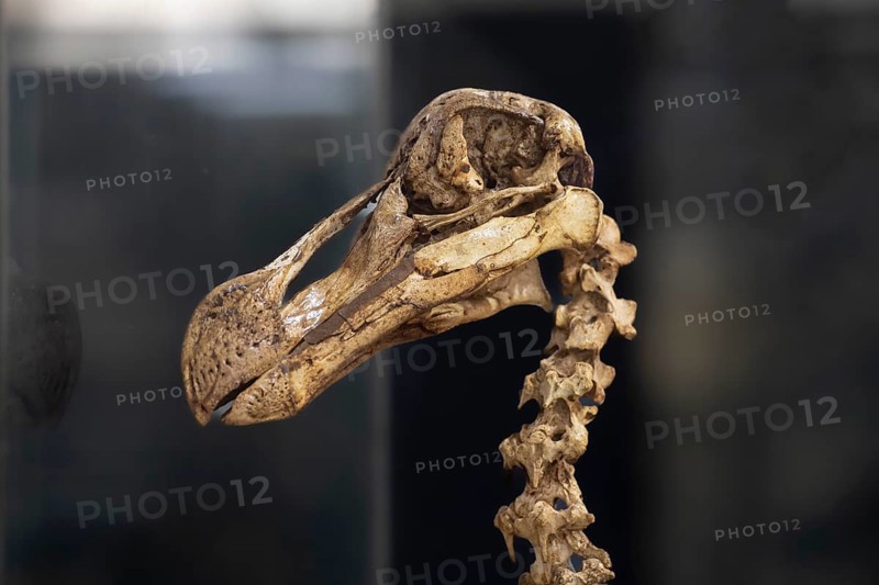 Dodo or also the Dronte, more rarely Doudo or Dudu (Raphus cucullatus), skull, skeleton, extinct 17th century, national bird, Natural History Museum, Mauritius Institute, Port Louis, Indian Ocean, island, Mauritius, Africa