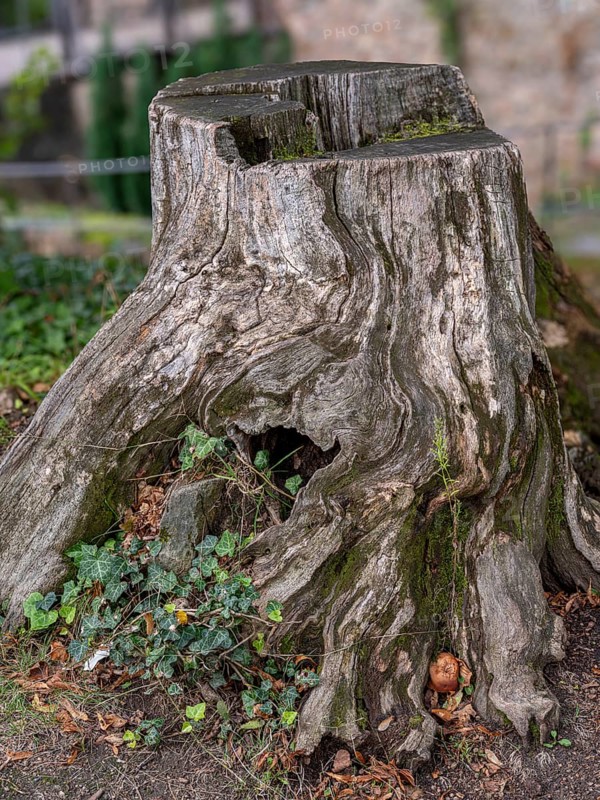 Tree stump in the courtyard of Auerbach Castle on the Bergstrasse, Bensheim, Hesse, Germany, Europe