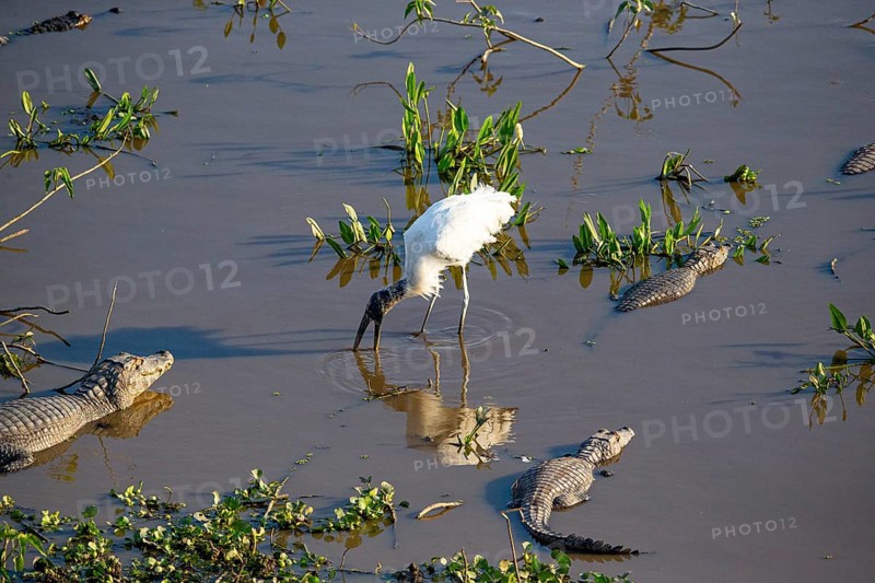 Forest stork (Mycteria americana) Pantanal Brazil