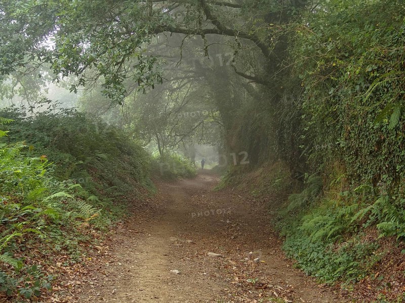A Camino pilgrim disappears in the morning fog, Montan, Galicia, Spain, Europe