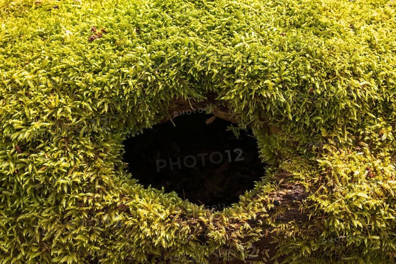 Green moss on a fallen tree with a hole