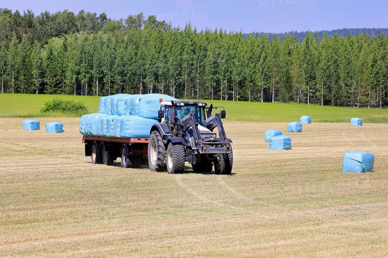 Transporting green plastic wrapped silage bales from hay field to storage with Valtra tractor and flat agricultural trailer. Salo, Finland. June 27, 2020