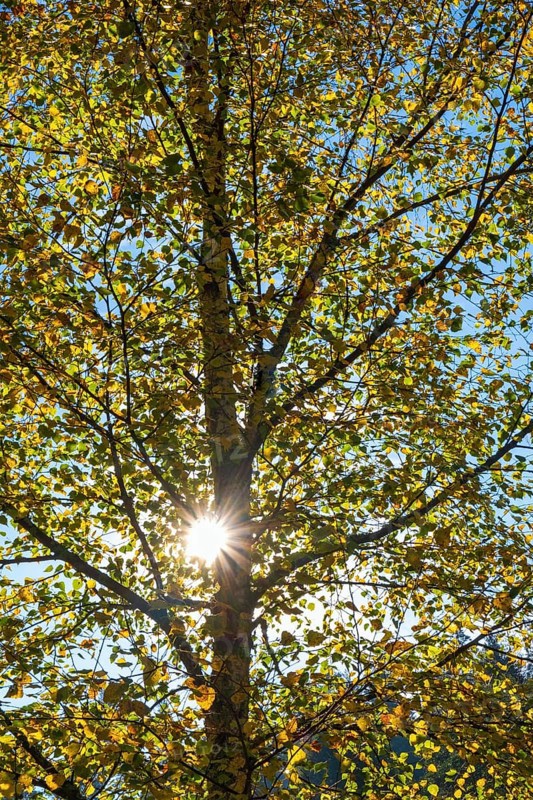 Sun shining through tree branches in autumn