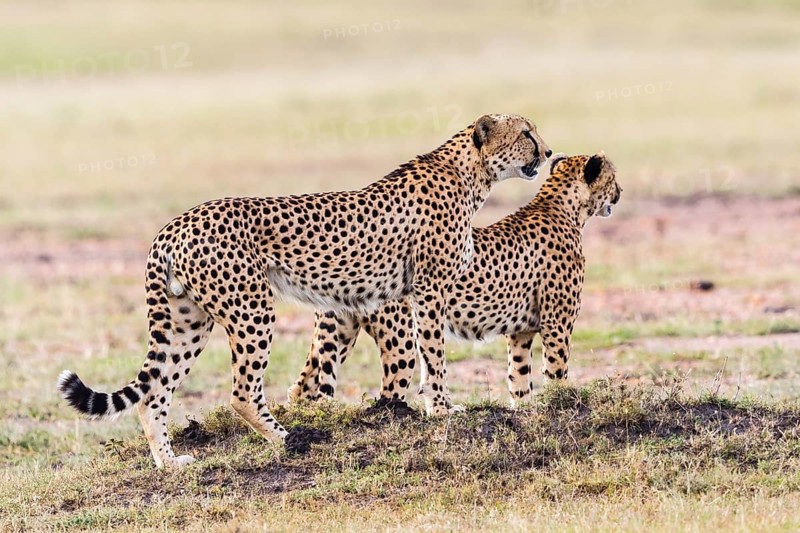 Pair of Cheetah looking out over the savannah in Masai Mara