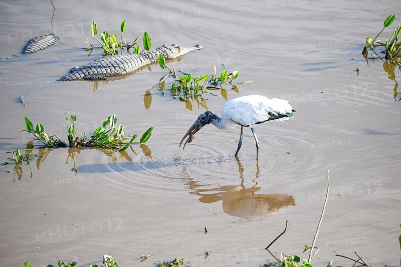 Forest stork (Mycteria americana) Pantanal Brazil