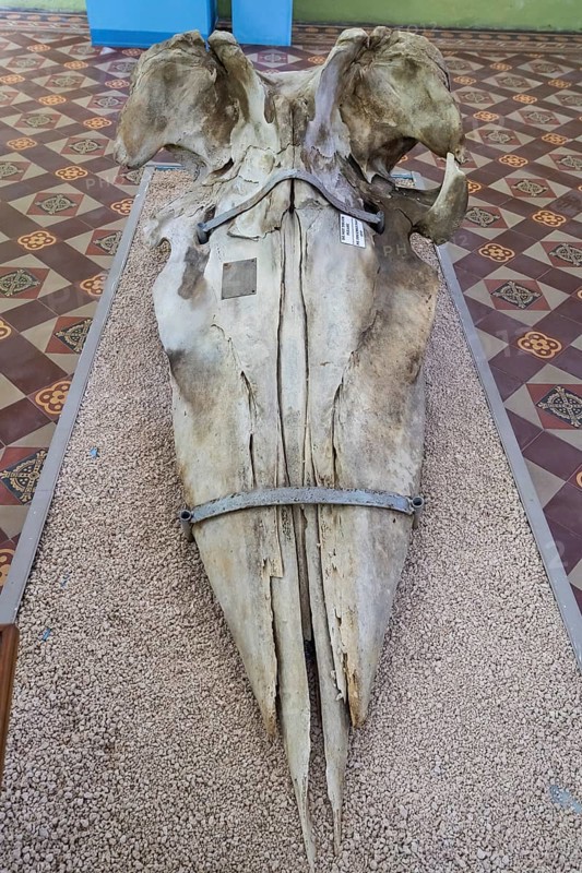 Jaw, Sperm whale (Physeter macrocephalus, syn.: Physeter catodon), Natural History Museum, Mauritius Institute, Port Louis, Indian Ocean, island, Mauritius, Africa