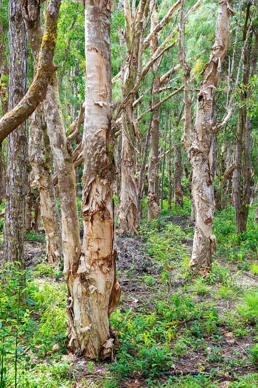 Paper Bark tree, Paper bark tree (Melaleuca quinquenervia), Black River Gorges National Park, Biosphere Reserve, Bel Ombre, Indian Ocean, Island, Mauritius, Africa