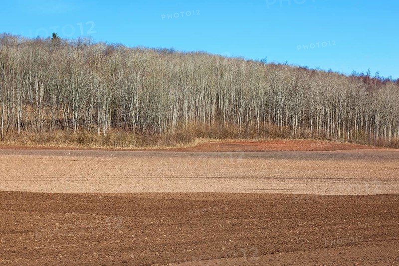 Harrowed field at the forest in spring