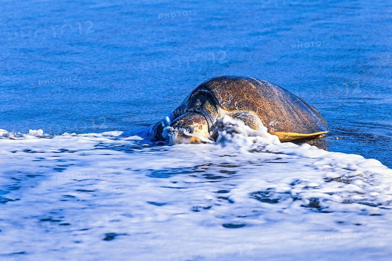 Olive ridley sea turtle coming out of the water on a beach