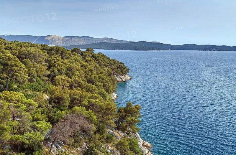 Pine forest on the Adriatic coast near Sibenik, Croatia, Europe