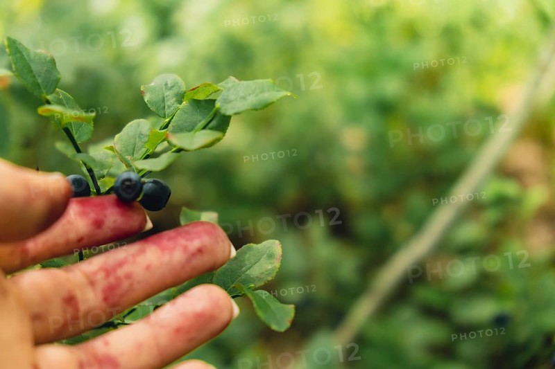 Female hand collecting picking Blueberries in the forest with green leaves and bushes in the background. Harvested berries, process of collecting, harvesting and picking berries in the forest. Copy space Bush of ripe wild blackberry bilberry in summer