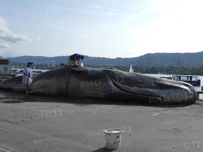 Switzerland: A stranded whale lies on the shore of Lake Zurich. A campaign by the IWA (International Whale Association) during the theatre spectacle in Zurich