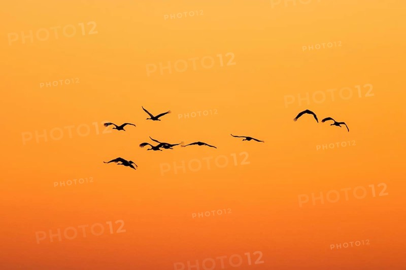 Crane flying in silhouette against the sunset sky