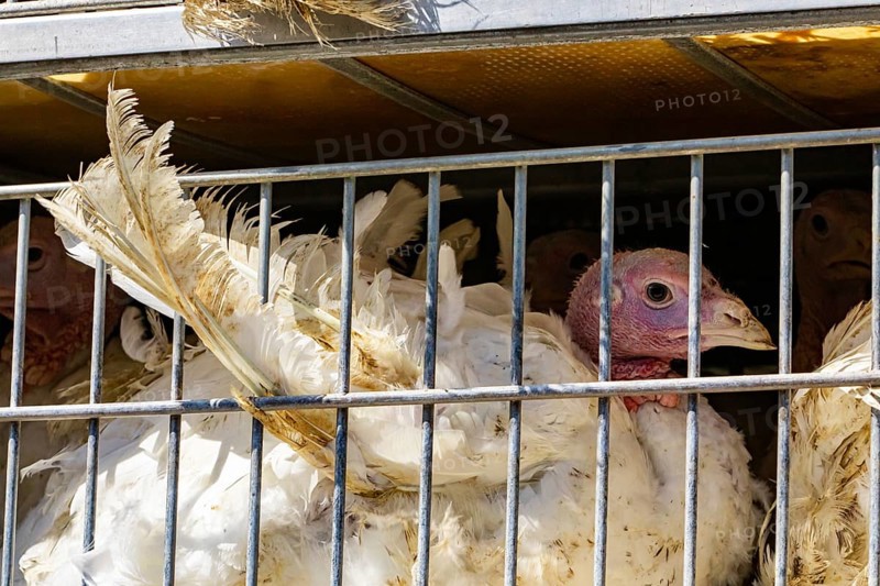 Close up on white turkey in cages in the transport truck, the bad conditions and inhumane livestock and transporting poultry concept