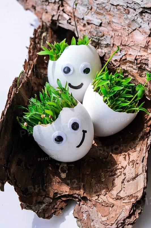 Fresh micro greens. Microgreens of arugula and cress grow in white egg shell with funny faces on tree bark. Sprouts. Seedlings without plastic. Growing microgreens at home gardening. Save the planet Eco concept. Life Easter minimal concept
