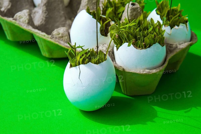 Fresh micro greens. Microgreens of arugula and cress grow in white egg shell. Cardboard boxes with seedlings in eggshell. Seedlings without plastic. Growing microgreens at home gardening. Save the planet Eco concept. Life Easter minimal concept