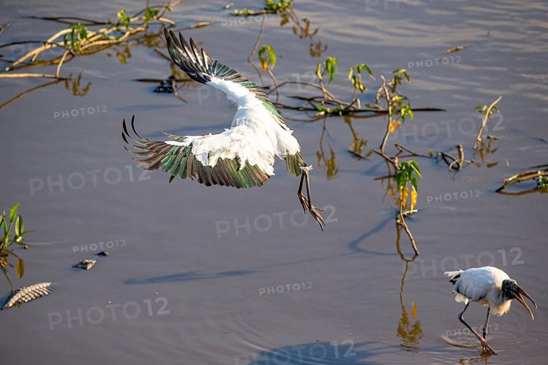 Forest stork (Mycteria americana) Pantanal Brazil