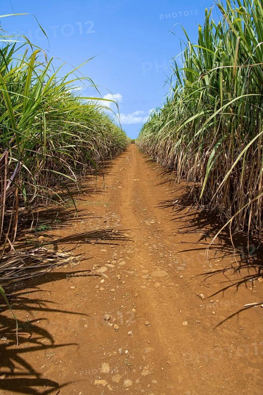 Sugar cane (Saccharum officinarum) field, Indian Ocean, island, Mauritius, Africa