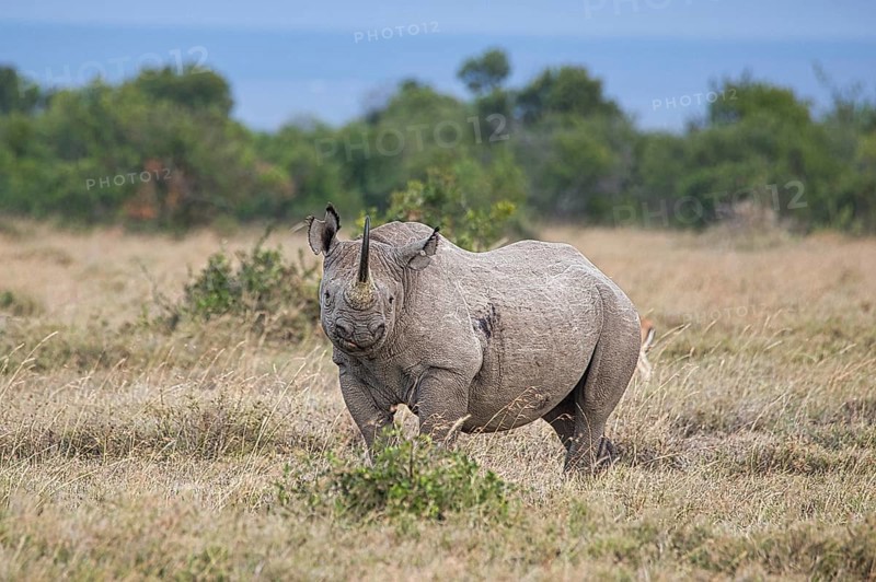 Southern white rhinoceros (Ceratotherium simum simum) in Ol Pejeta Conservancy, Kenya, Africa