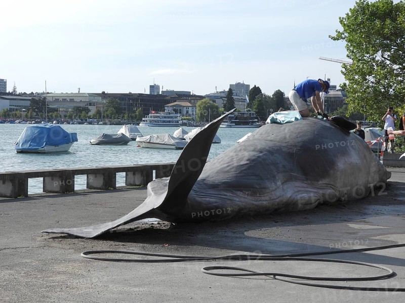 Switzerland: A stranded whale lies on the shore of Lake Zurich. A campaign by the IWA (International Whale Association) during the theatre spectacle in Zurich