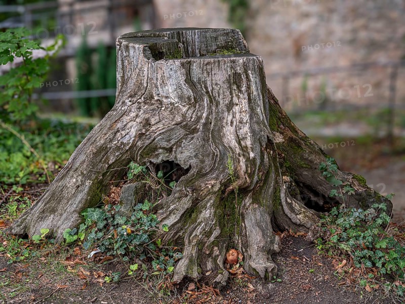Tree stump in the courtyard of Auerbach Castle on the Bergstrasse, Bensheim, Hesse, Germany, Europe