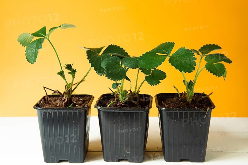 Strawberry seedlings in black glasses on the table on a yellow background and a rake with a shovel. Preparation for planting, growing natural berries in the garden