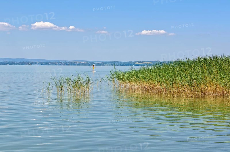 Lone surfer and reed on Lake Balaton at Szabadisosto, Hungary, Europe