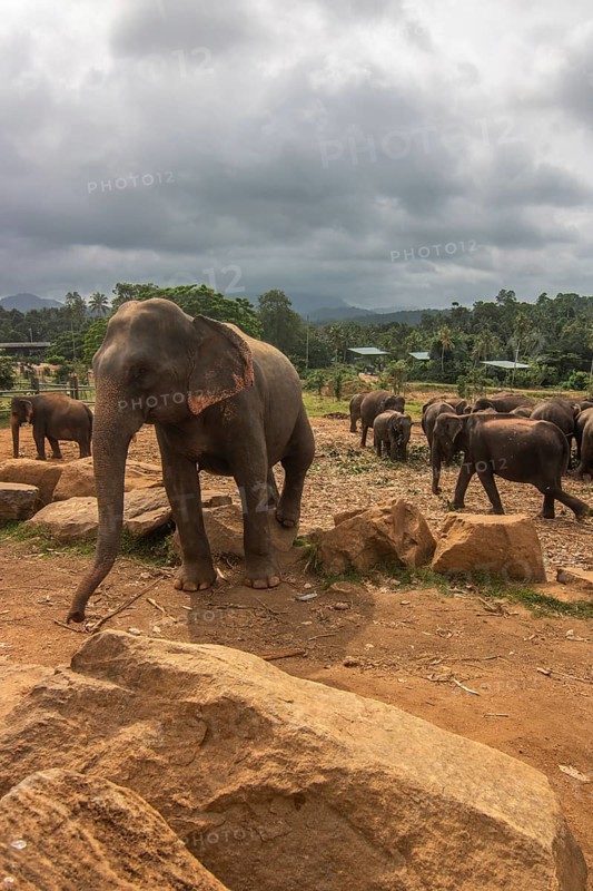 Dry subtropical landscape on an island. A family of elephants at the edge of the forest at sunset. Small herd at the elephant orphanage, Pinnawela, Sri Lanka, Asia