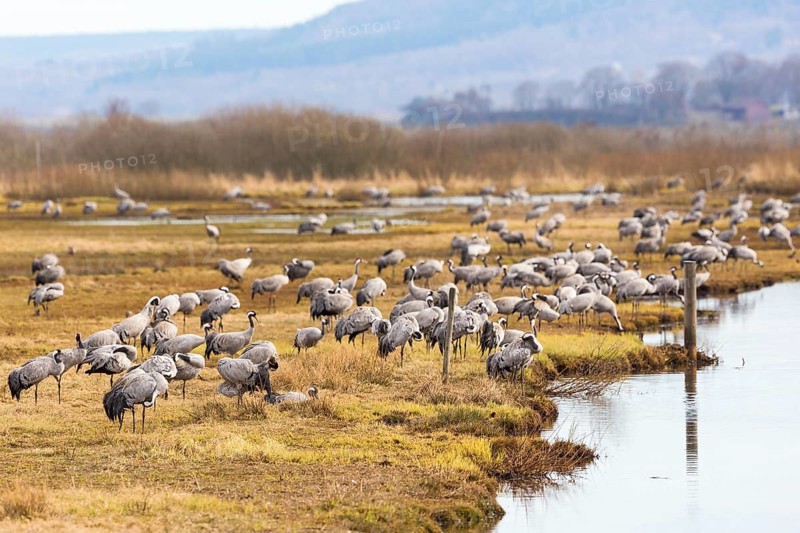 Flock of Cranes on a meadow at the waters edge
