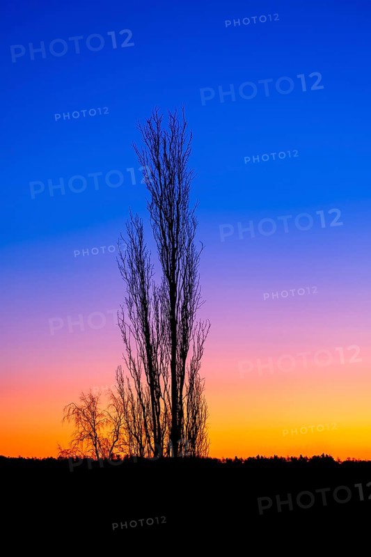 Beautiful sunrise with a leafless tree in silhouette