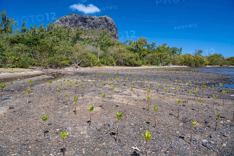 Young mangroves (Rhizophora), planting, coastal protection, Le Morne Brabant, Indian Ocean, island, Mauritius, Africa