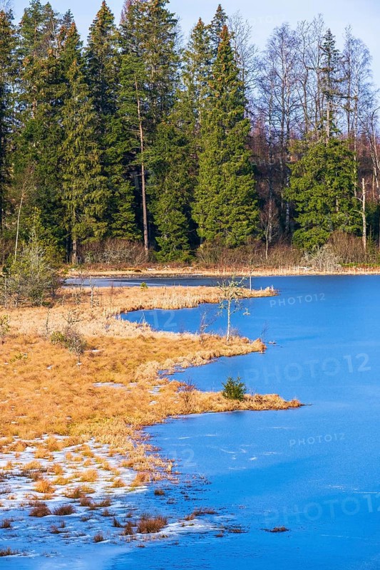 Bog at a frozen lake in winter