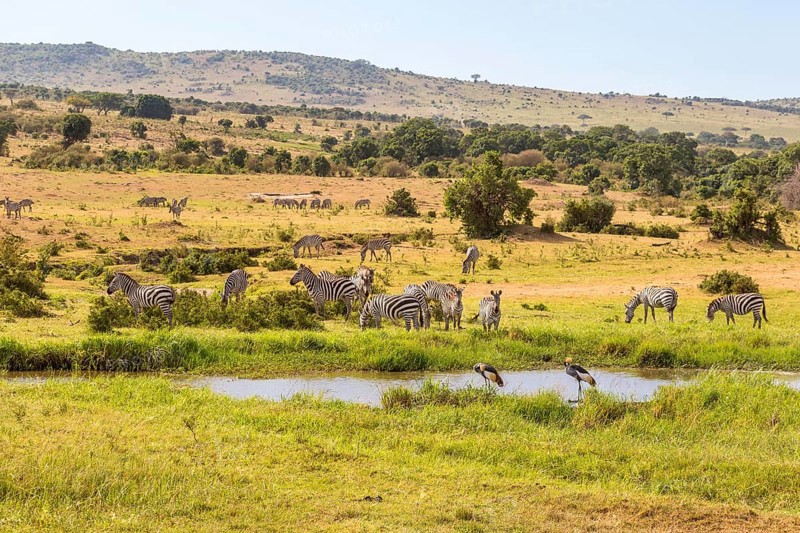 Waterhole on the savannah with Zebras and cranes