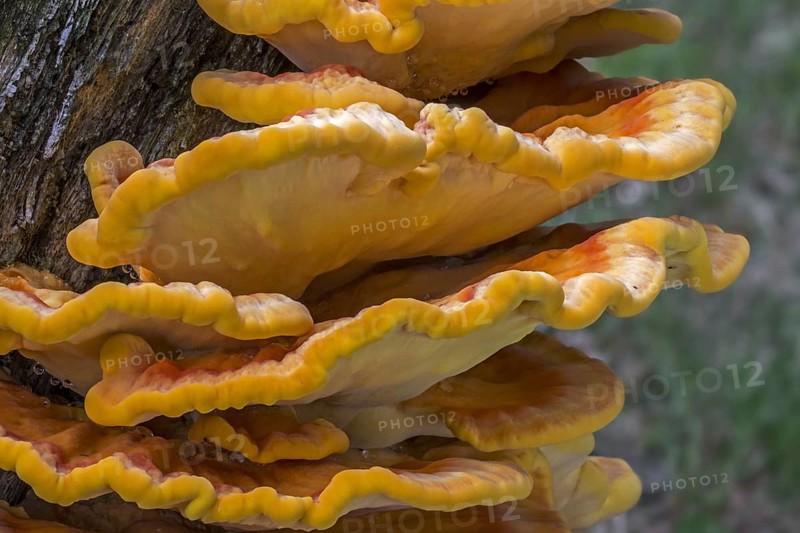 Chicken-of-the-woods, crab-of-the-woods (Laetiporus sulphureus), sulphur polypore, sulphur shelf growing on tree stump in forest in summer