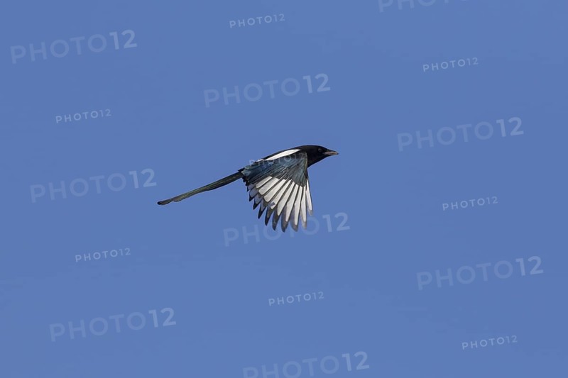 Eurasian magpie (Pica pica), common magpie in flight against blue sky