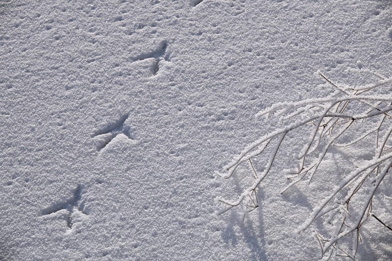 Footprints of bird on frost covered frozen lake