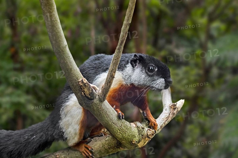 Prevost's squirrel, Asian tri-colored squirrel (Callosciurus prevostii) in tropical rain forest, native to the Thai-Malay Peninsula, Sumatra, Borneo