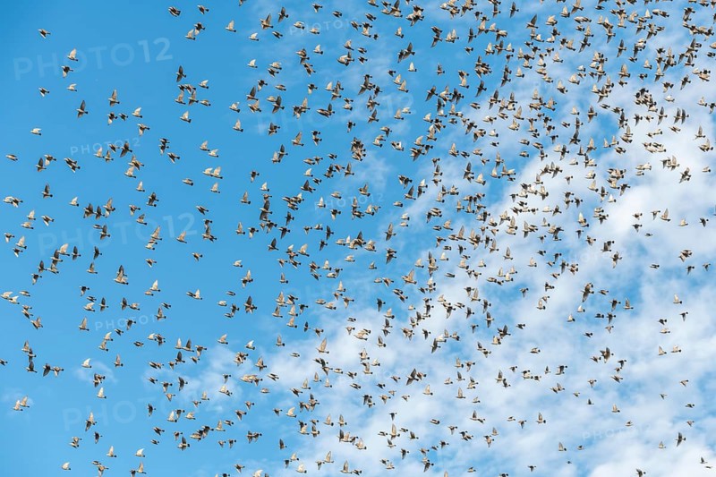 Common (Sturnus vulgaris) starlings fly together, in perfect symbiosis to protect themselves from enemies. Bas-Rhin, Collectivite europeenne d'Alsace, Grand Est, France, Europe