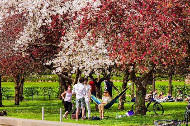 Spring on the Königsufer in Dresden