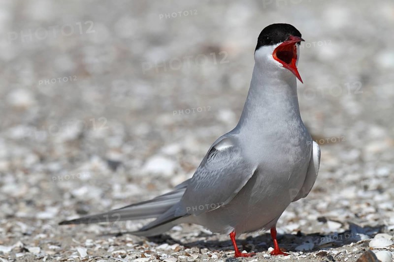Common Tern (Sterna hirundo), mating in the colony, Lower Saxon Wadden Sea National Park, East Frisian Islands, Lower Saxony, Germany, Europe